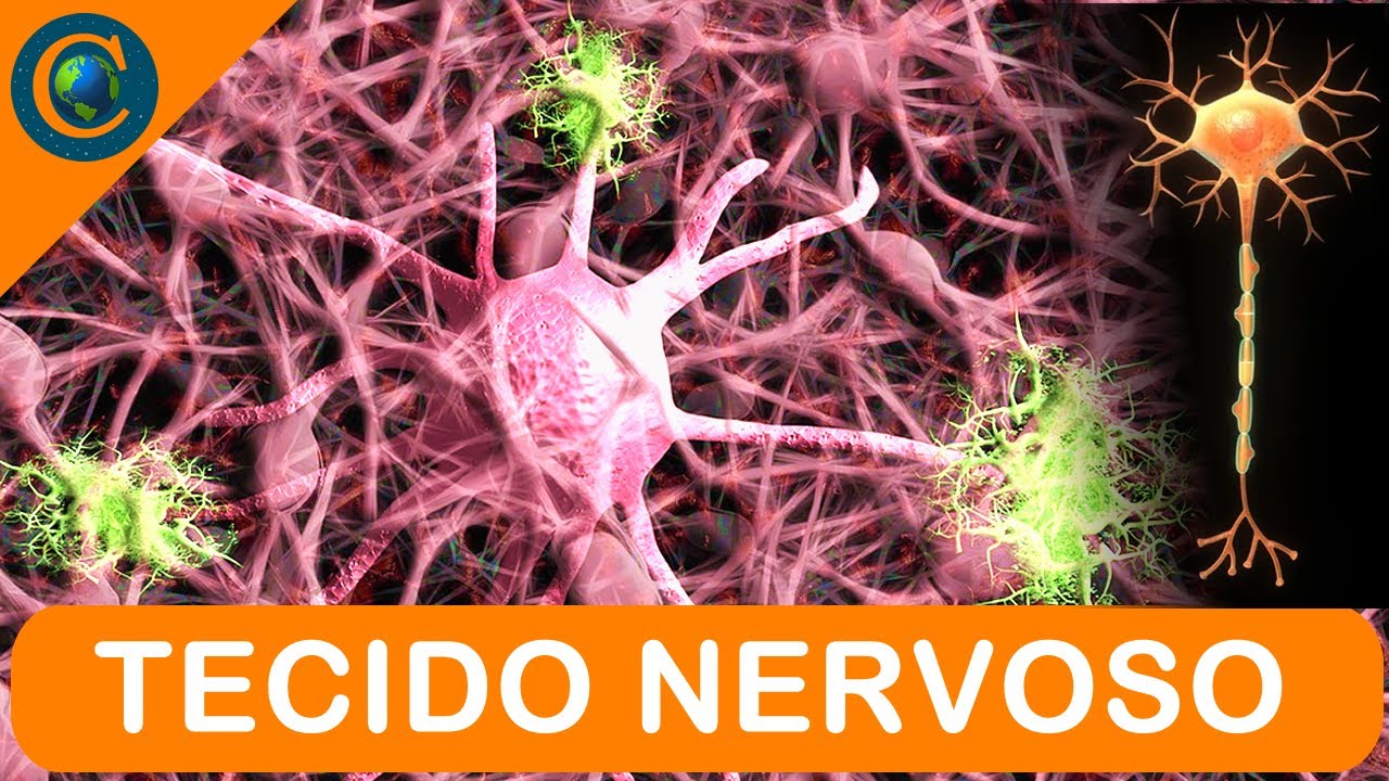 TECIDO NERVOSO