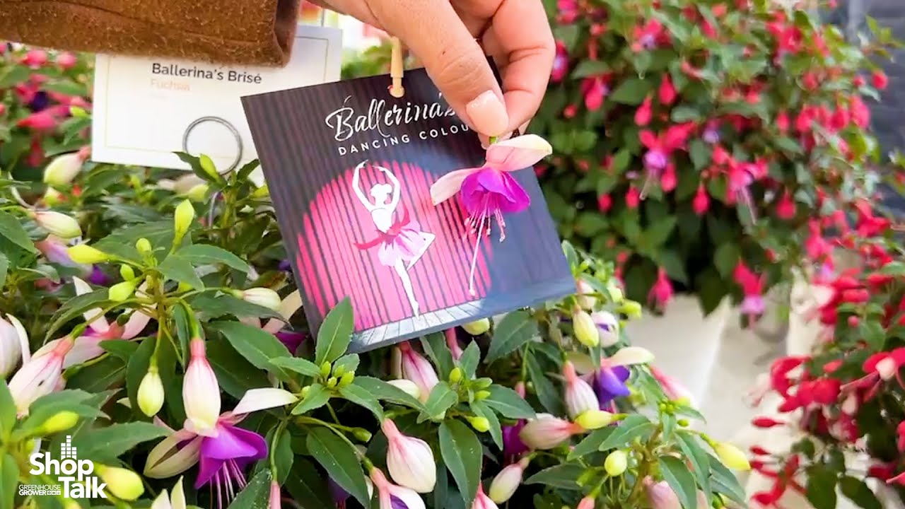 What a Tiny Dancer! New Fuchsia Ballerina Series From Dümmen Orange