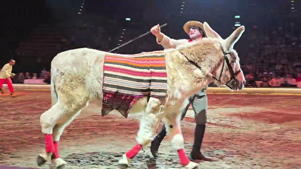 Esel Spaß bei #cavalluna München 2025 Grand Moments #horse #pferde