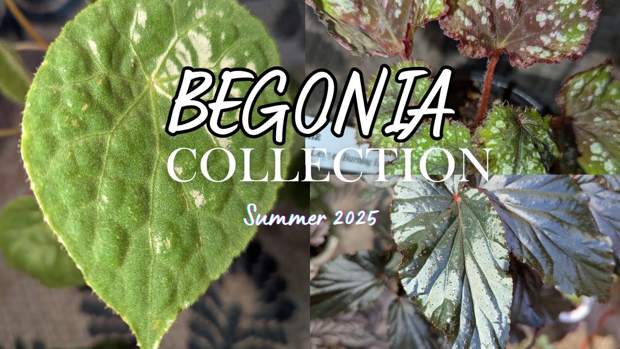 BEGONIA COLLECTION SUMMER 2025!!  #begonia , #begonias , #plants