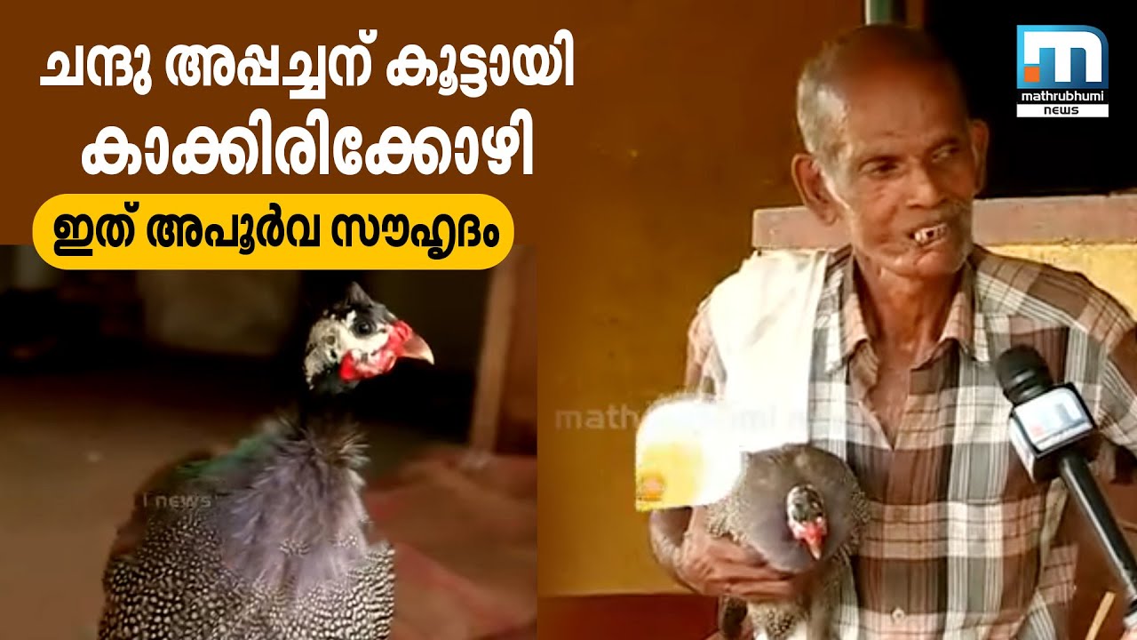 Special friendship between a man and a guinea hen