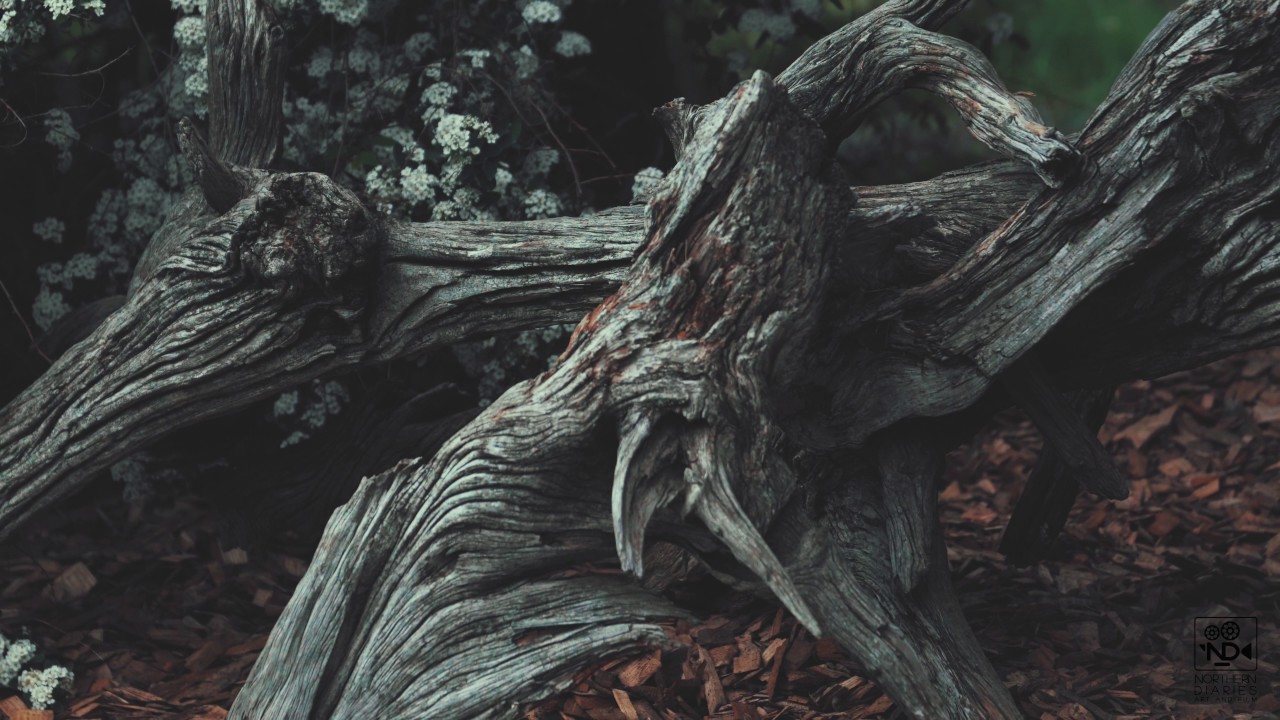 SONY A6500 SLOG-2 4K TEST