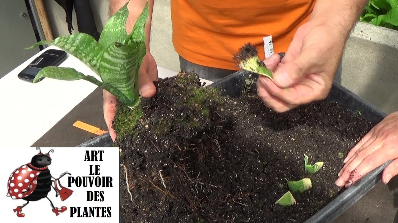 Conseils jardinage: sansevieria trifasciata: comment faire une bouture: plante succulente, grasse.