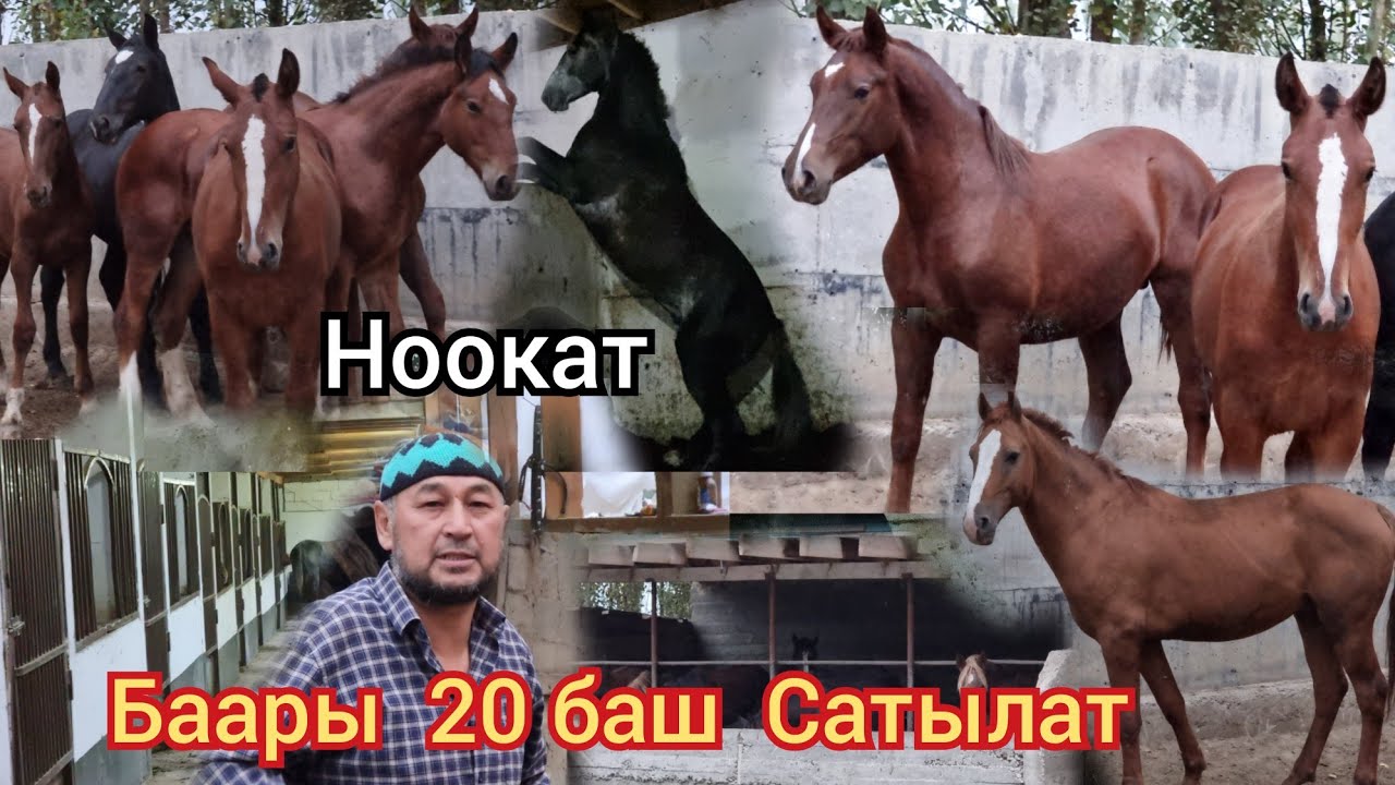 БААРЫ САТЫЛДЫ