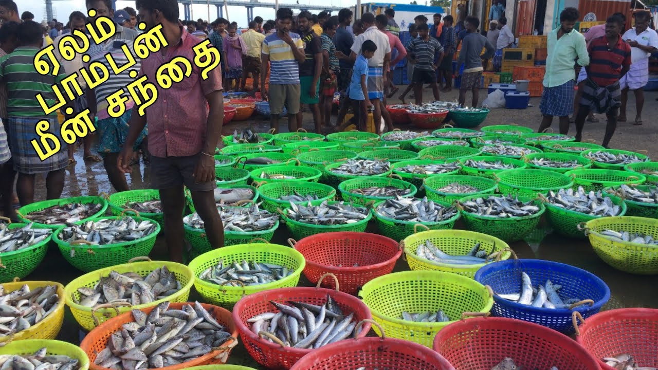 பாம்பன் மீன் பிடி ஏலம் | Pamban fishing harbour | How to buy fish in auction | Live fish auction