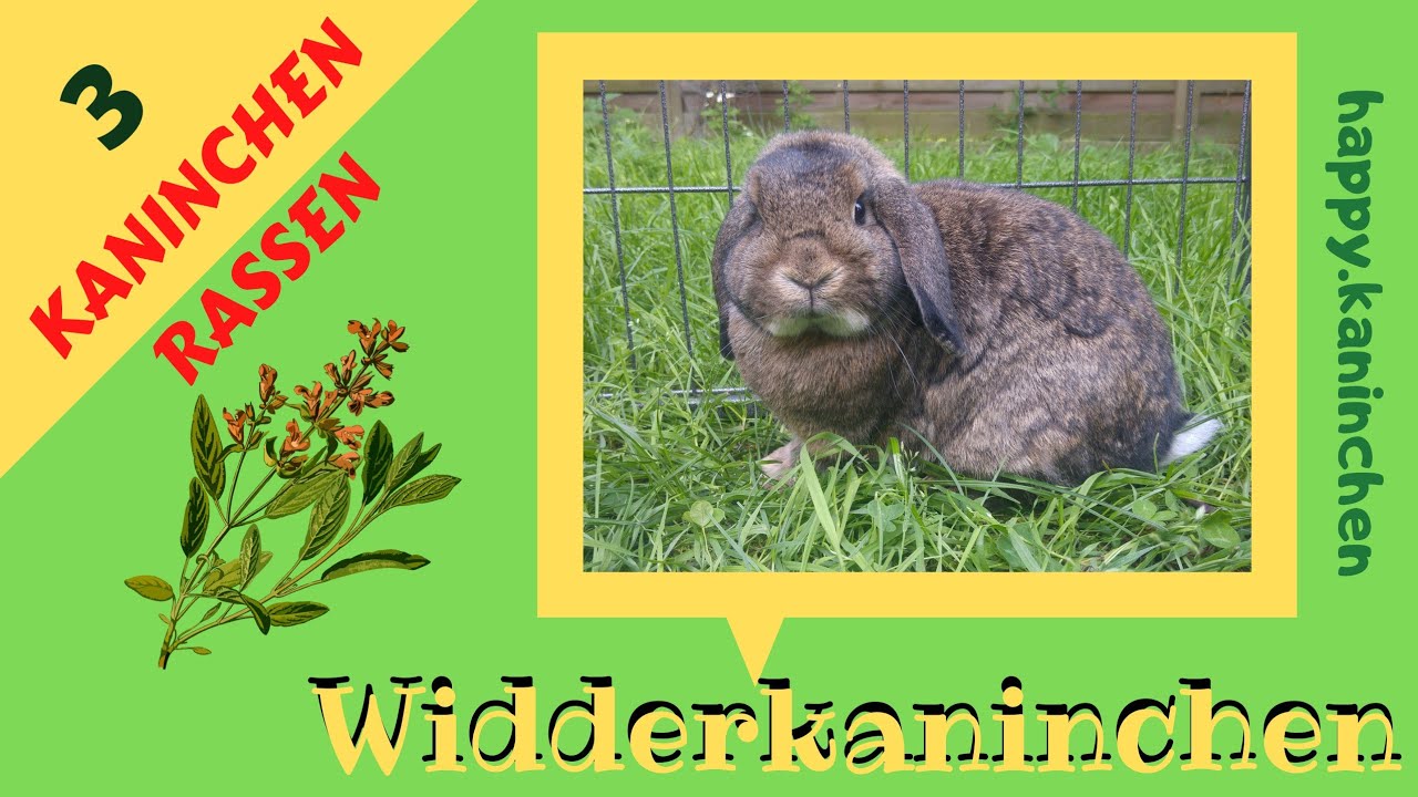 Widderkaninchen