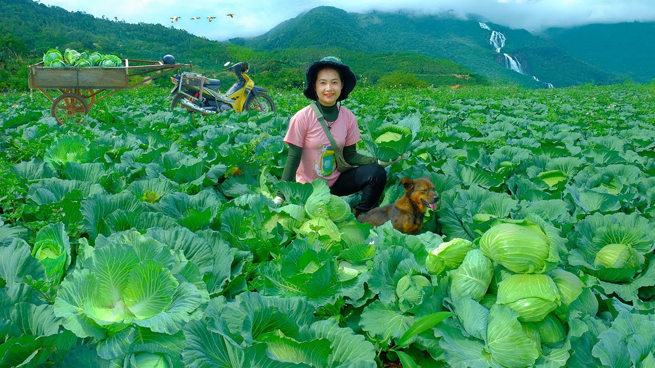 Harvest Cabbage Goes To Market Sell, Pick Carrot Leaves For Poultry, Fertilize, Water Yardlong Beans