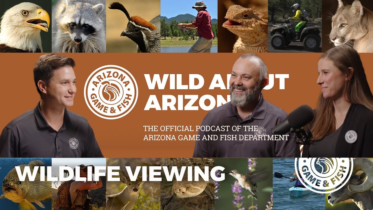 Wildlife Viewing Podcast - Wild About Arizona