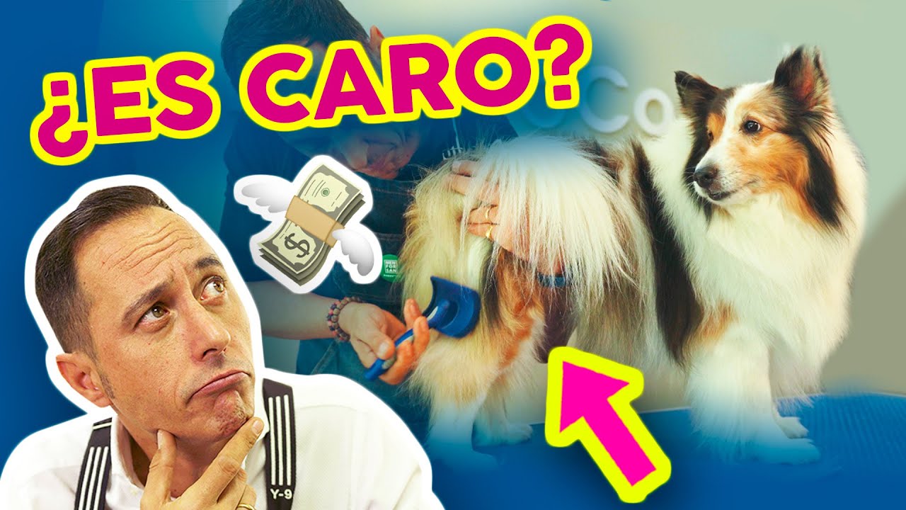 ¿ES CARO el MANTENIMIENTO de un perro SHETLAND? 💸 Cuidados para HACER EN CASA