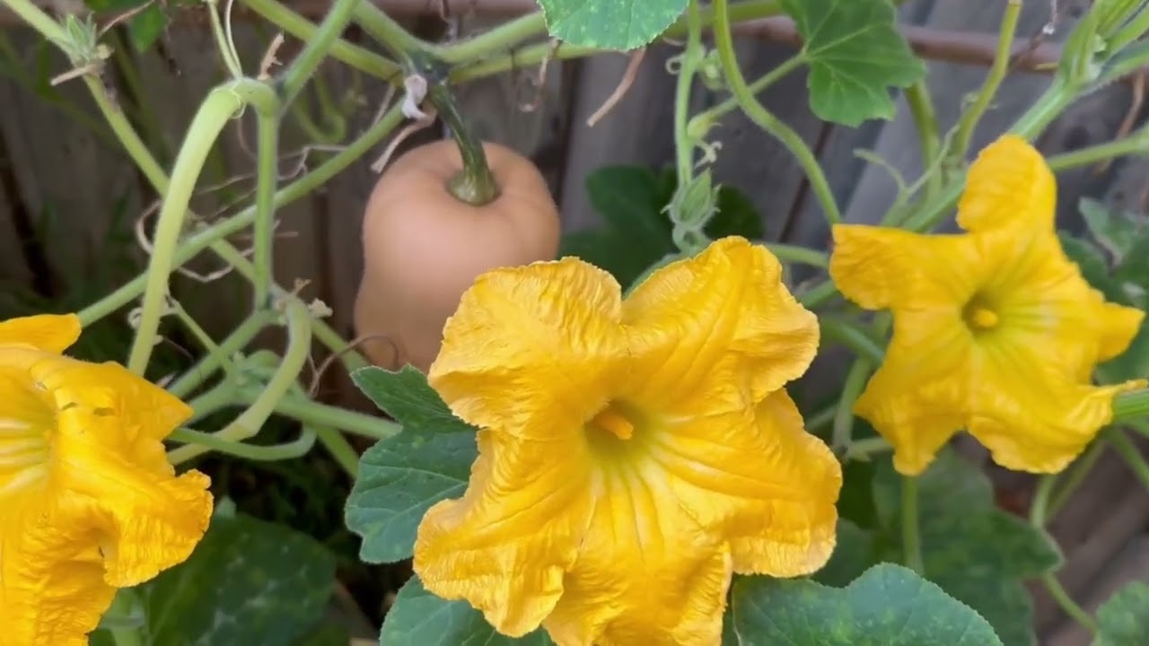 家園的南瓜5朵母花開（5顆南瓜），20幾朵公花，南瓜公花一天就凋謝，母花授粉成功，花苞中午時刻就合起來。 家園的南瓜為了趕進度，10+ 5= 15顆，前年這個時候15顆南瓜，去年18顆。超越自我,第一