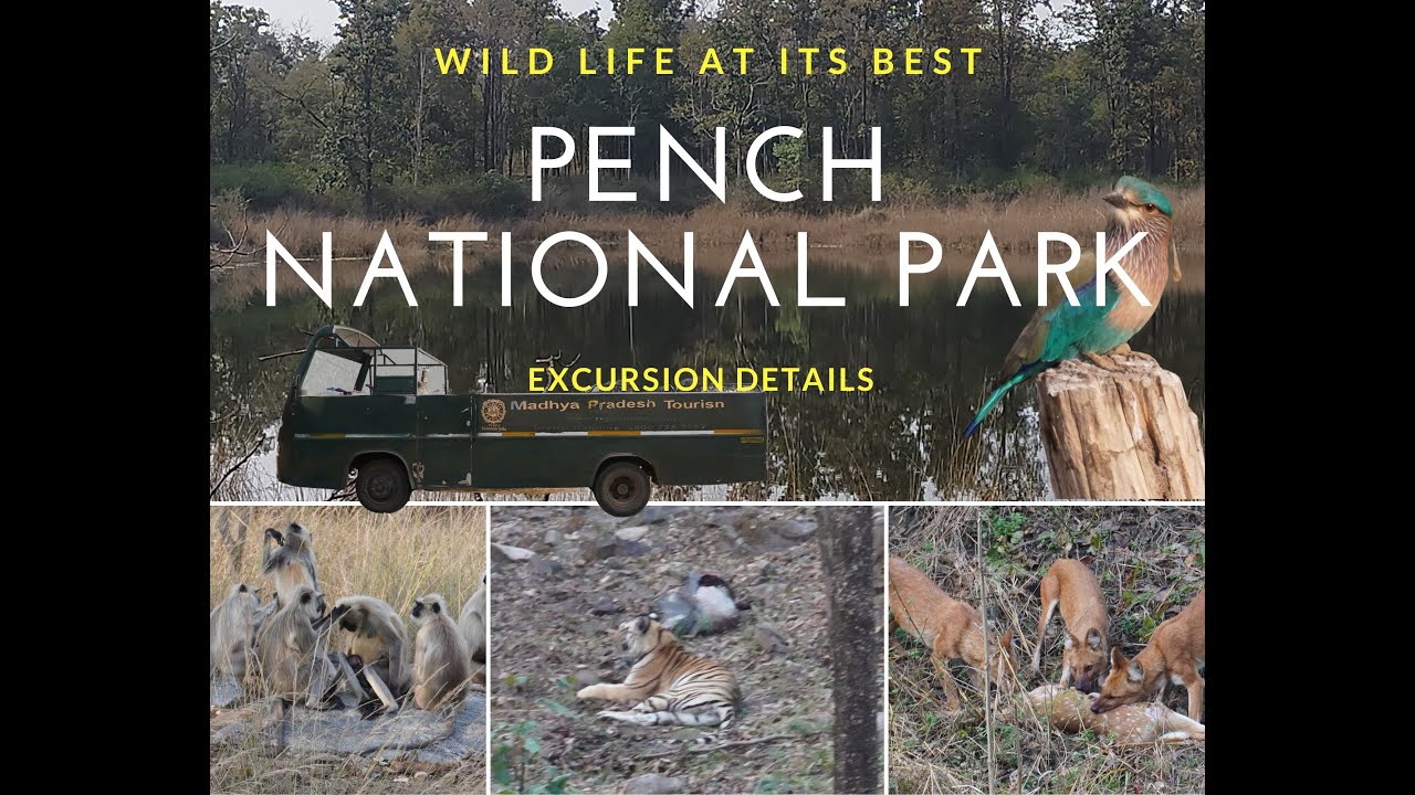 #8 Ultimate Wildlife Adventure: Exploring Pench National Park - A Thrilling Jungle Safari Experience