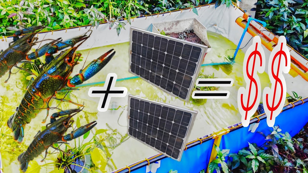 Solar powered crayfish Farm