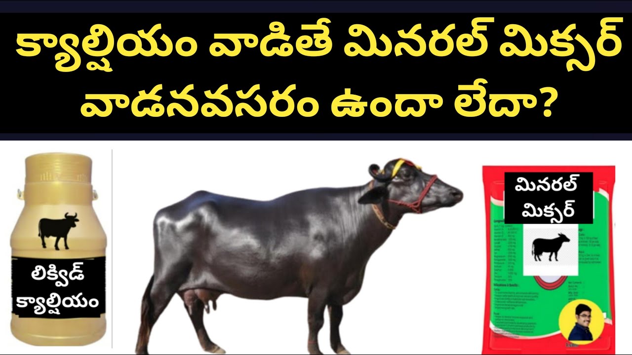 క్యాల్షియం వాడితే మినరల్ మిక్సర్ వాడనవసరం ఉందా  Is mineral mixer needed in dairy if calcium is used