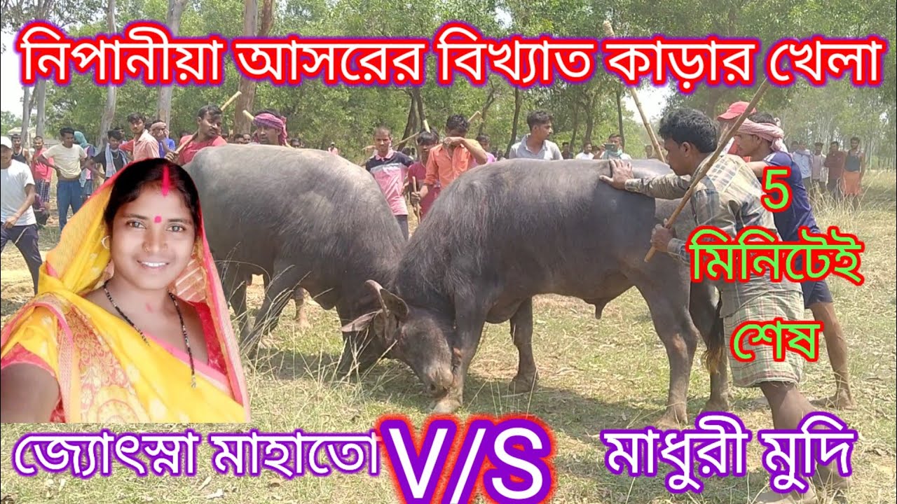 নিপানিয়া আসরে জ্যোৎস্না মাহাতোর কাড়ার খেলা দেখুন। Kara lorai