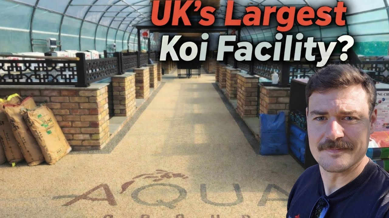 Is this the UK's LARGEST KOI FACILITY?