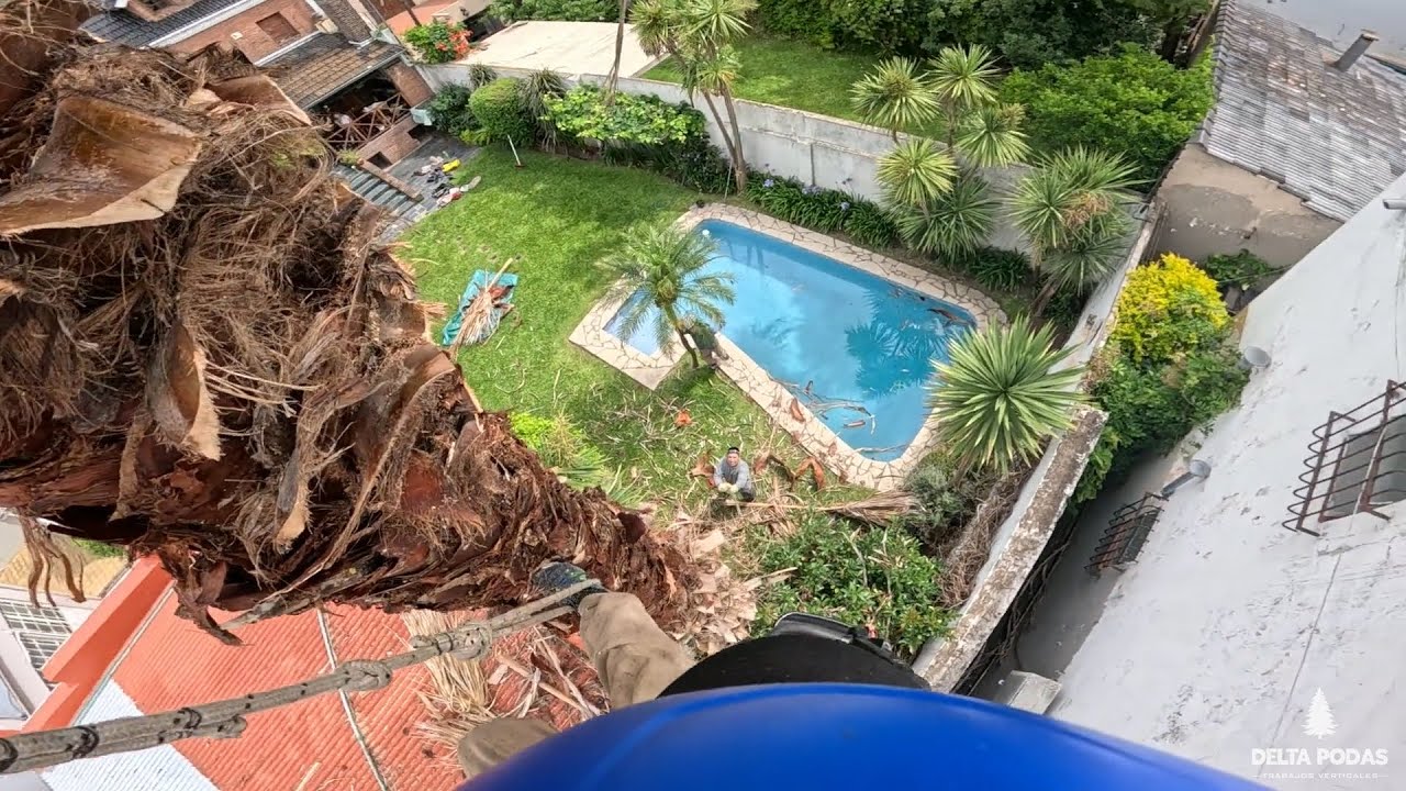 Poda de palmera en altura 🌴 | Trabajo profesional  – DELTA PODAS