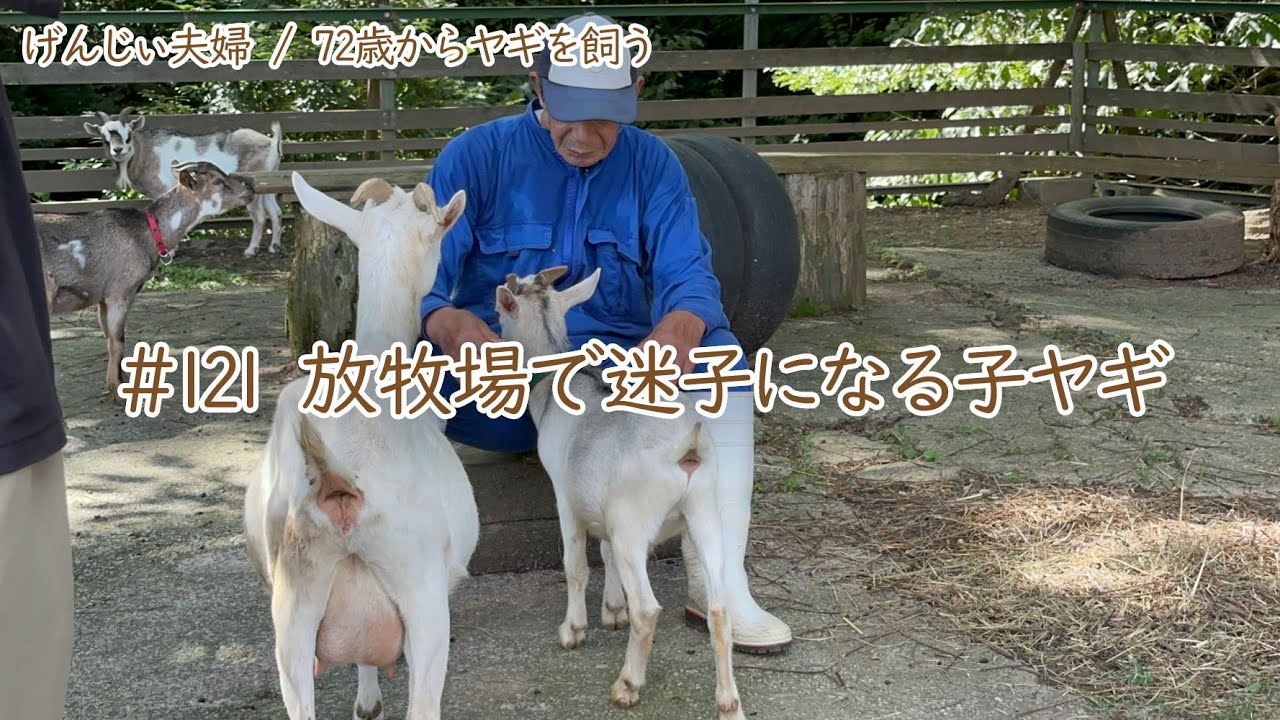 【78歳ヤギ飼い#4】迷子になりやすい子ヤギ「72歳からの楽しいシニアライフ#121」
