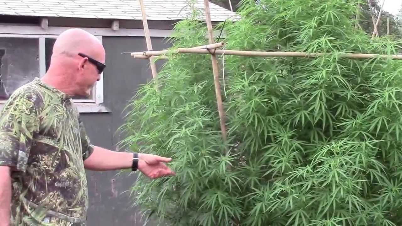 Bigley Ranches Medical Cannabis Garden Tour 2013