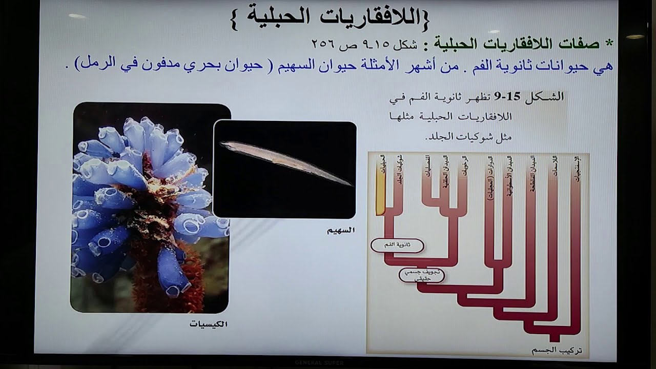 اللافقاريات الحبلية الجزء الأول