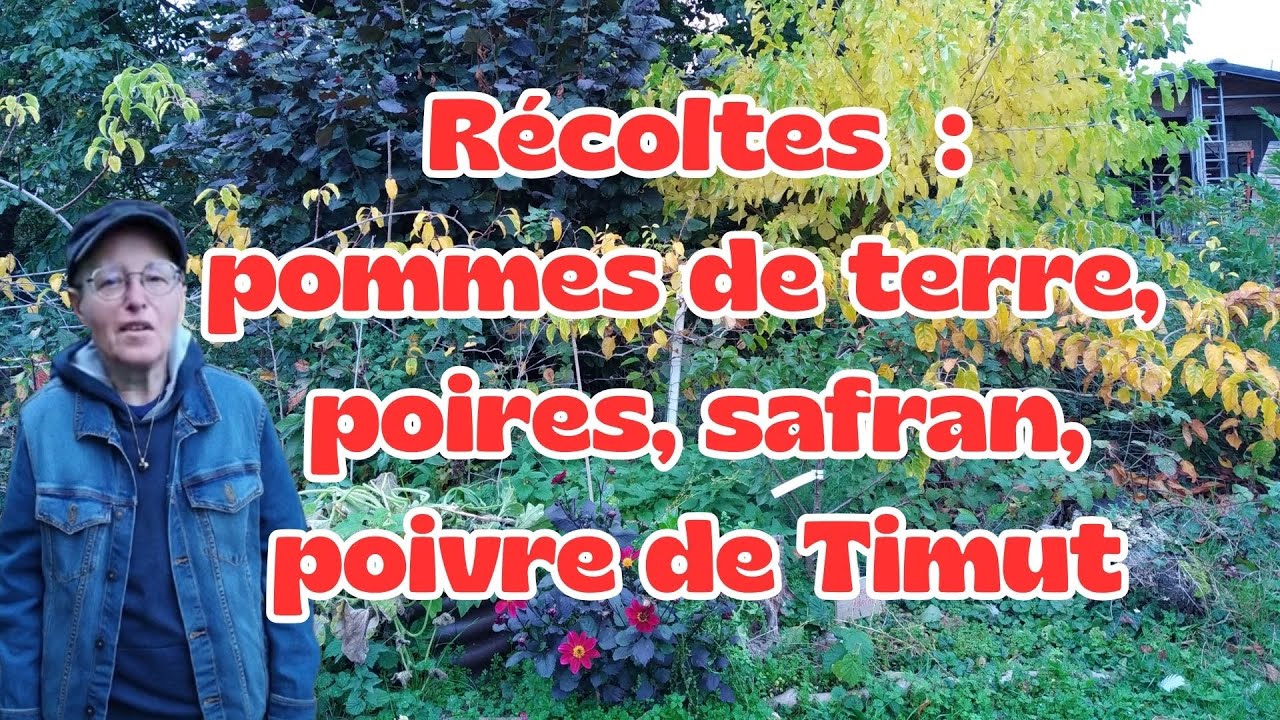Récoltes de Pommes de Terre en Bacs, de Poires, de Safran et de Poivre de Timut + Bonus