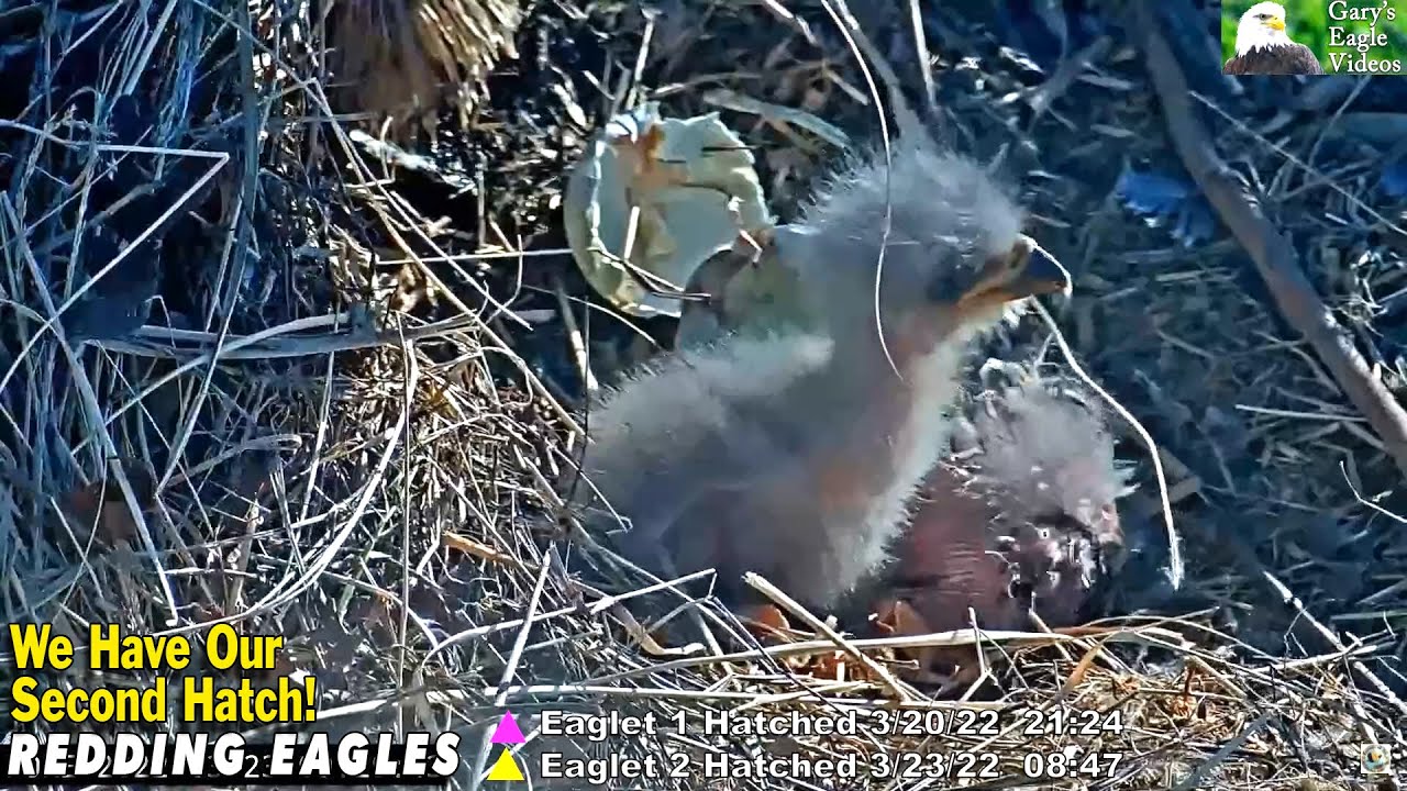 Redding Eagles - Second Hatch! 🦅🐣 🐣 🦅