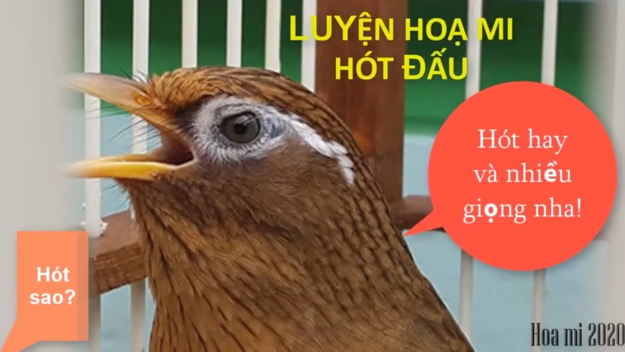 Hoạ Mi Hót Đấu || Hoạ Mi Hót Giọng Rừng