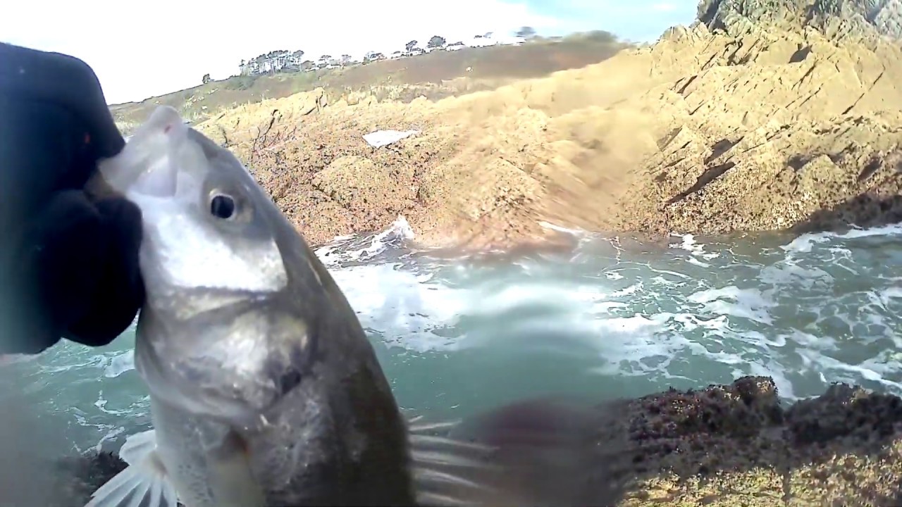 Sea bass with Ima Kosuke 170F