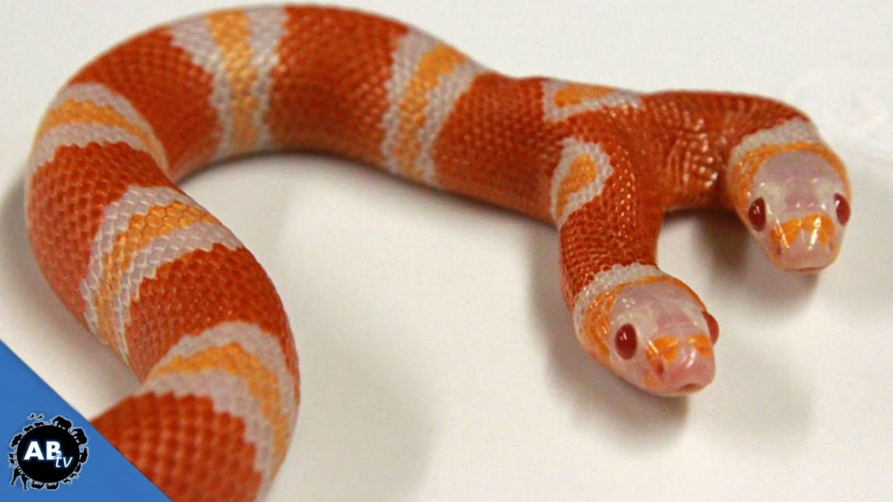 Two Headed Freak Animals! SnakeBytesTV - Ep. 406 : AnimalBytesTV