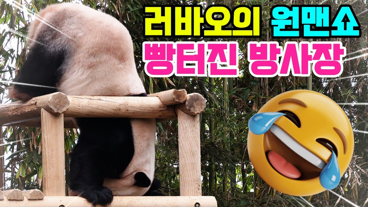 러바오의 원맨쇼에 빵 터진 판다 월드🤣러부지 오늘 왜 그래? 갑자기 아기 되었어요🤸‍♀️영어 자막 포함🐼Panda World🐼#러바오#아이바오#루이바오#후이바오