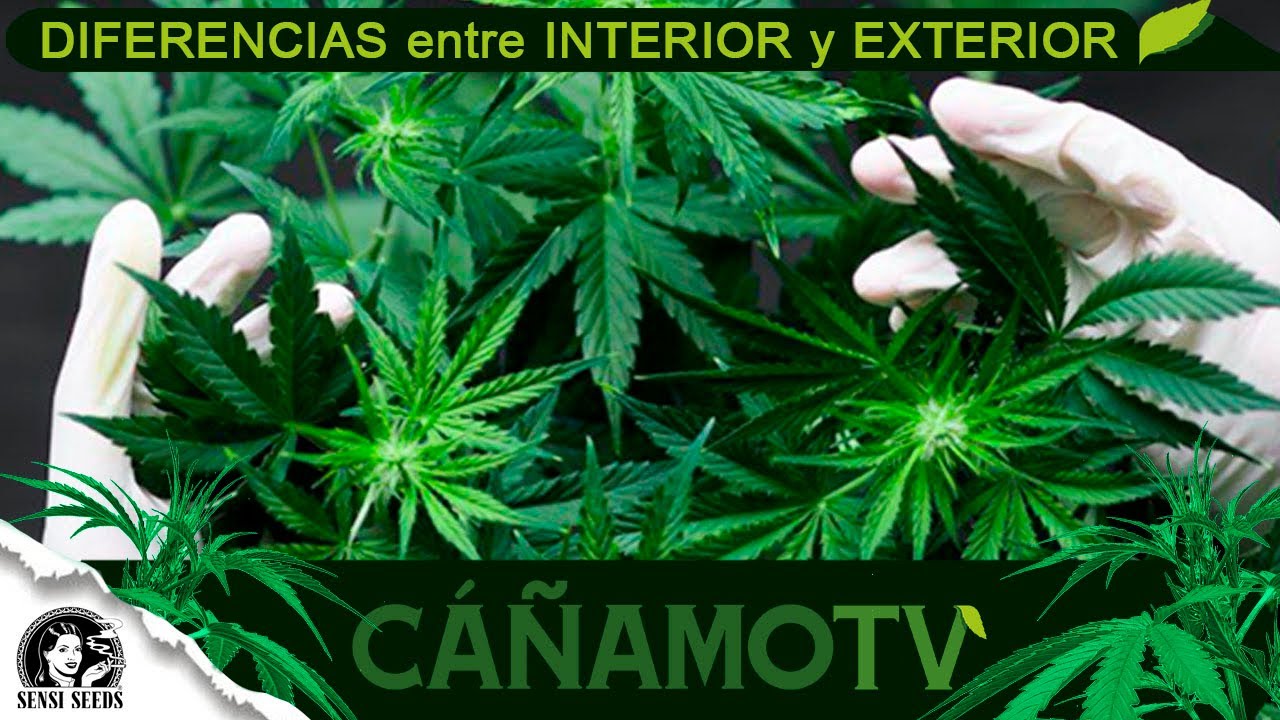 DIFERENCIAS entre CANNABIS INTERIOR y EXTERIOR