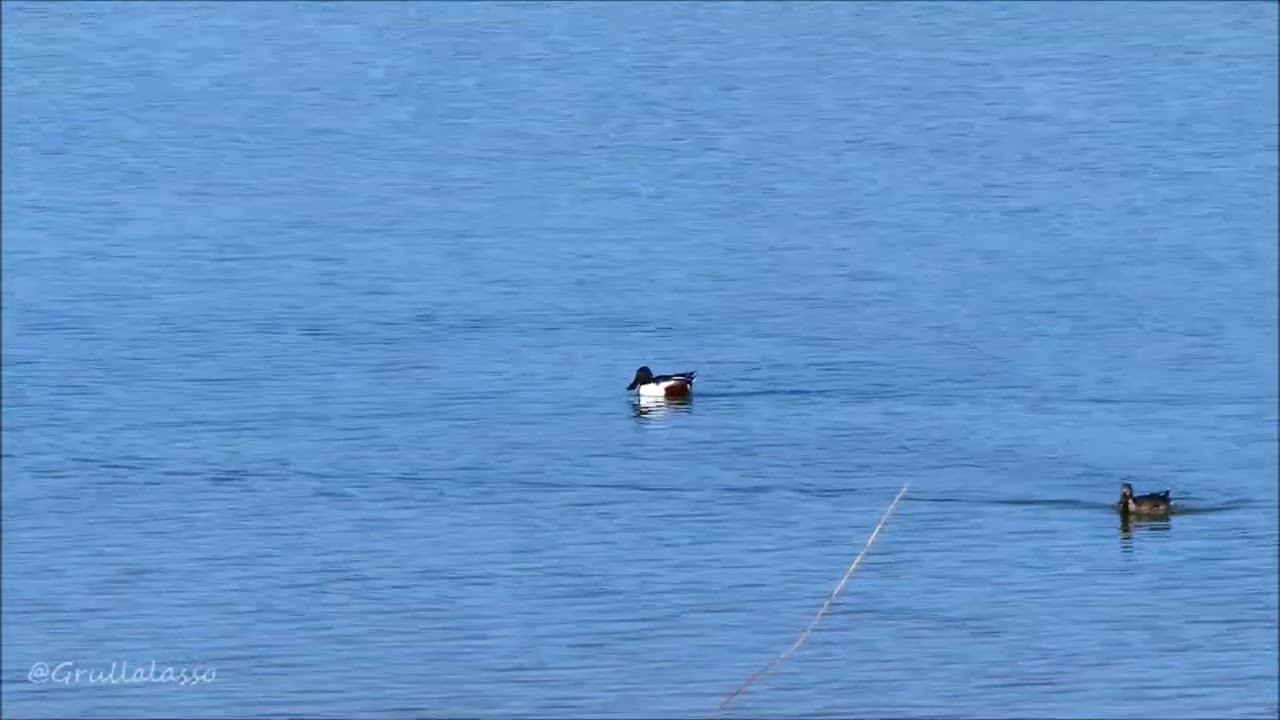 Laguna de las Cañas. Viana. Navarra.