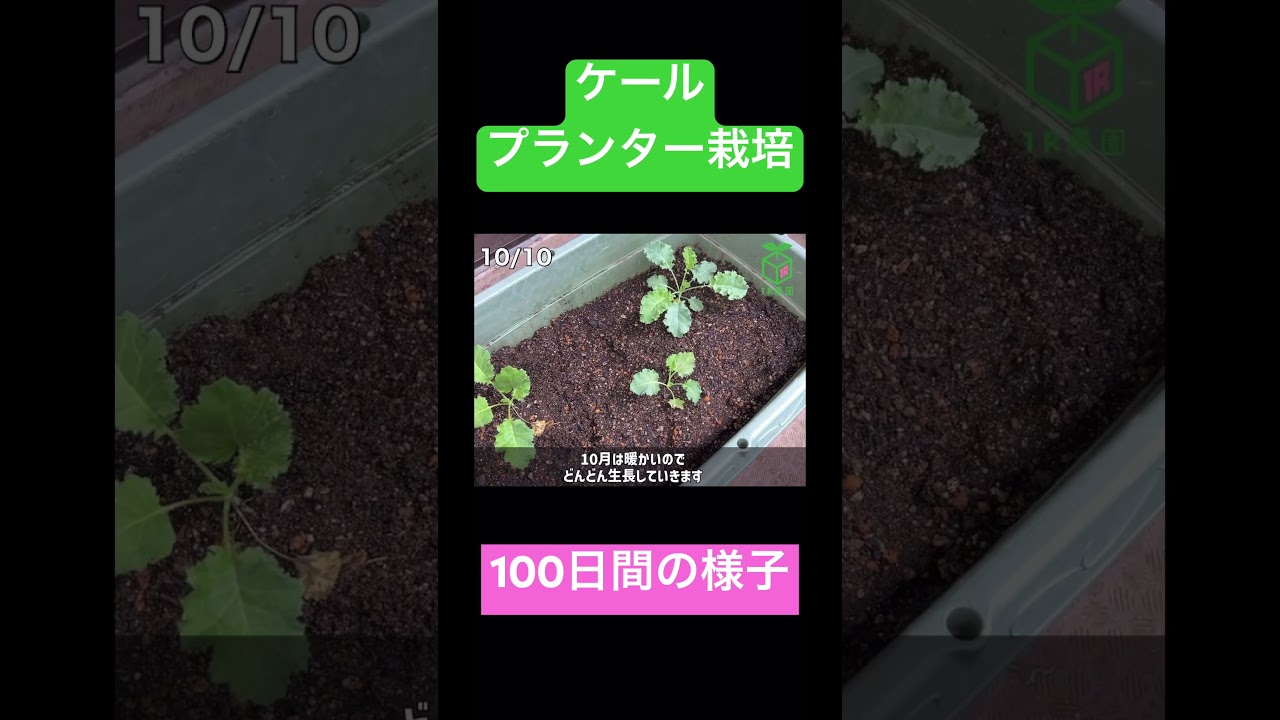 #shorts  【100日間を1分で見る！】ケールを種から育てて収穫するまで🥬 #家庭菜園 #ベランダ菜園 #ケール