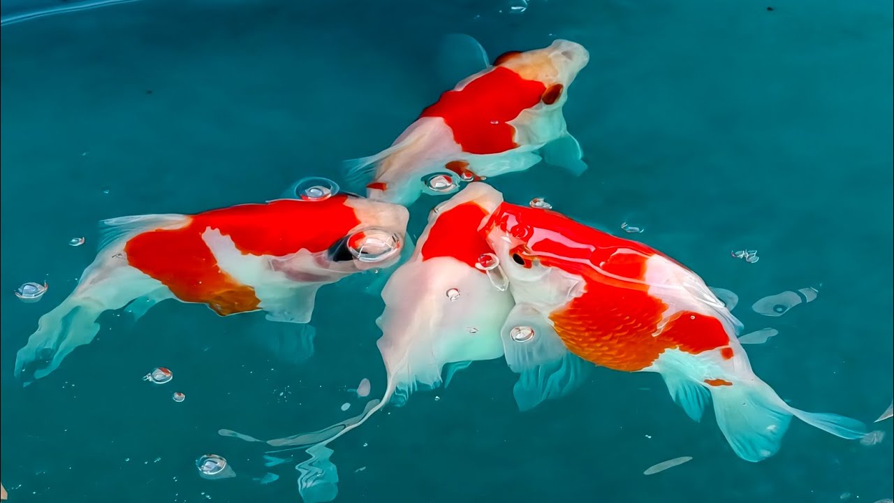 ปลาทองทามาซาบะ  ((1)21-12-25)) #aquarium #ปลาทอง #fish
