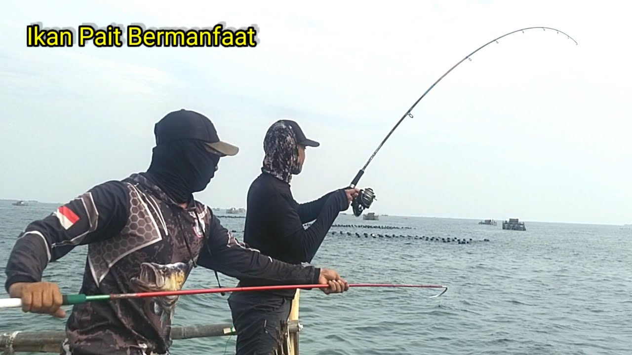 UMPAN IKAN PAIT GACOR.!! Pajaran pagi,sore cocok umpan ini || MANCING BAGAN TERBARU BAGAN PERTAMINA 