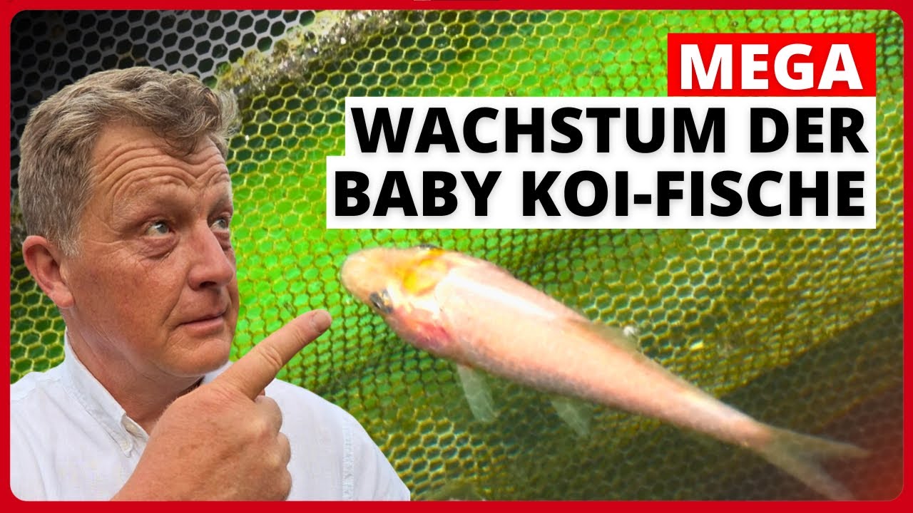 Die kleinen Koi sind jetzt schon über 4,5cm groß!