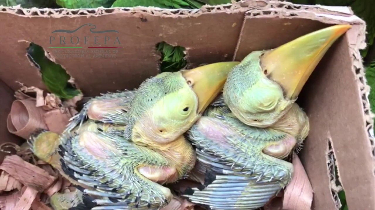 PROFEPA y Policia Federal aseguran 387ejemplares de fauna silvestre y 788orquídeas en Chalco