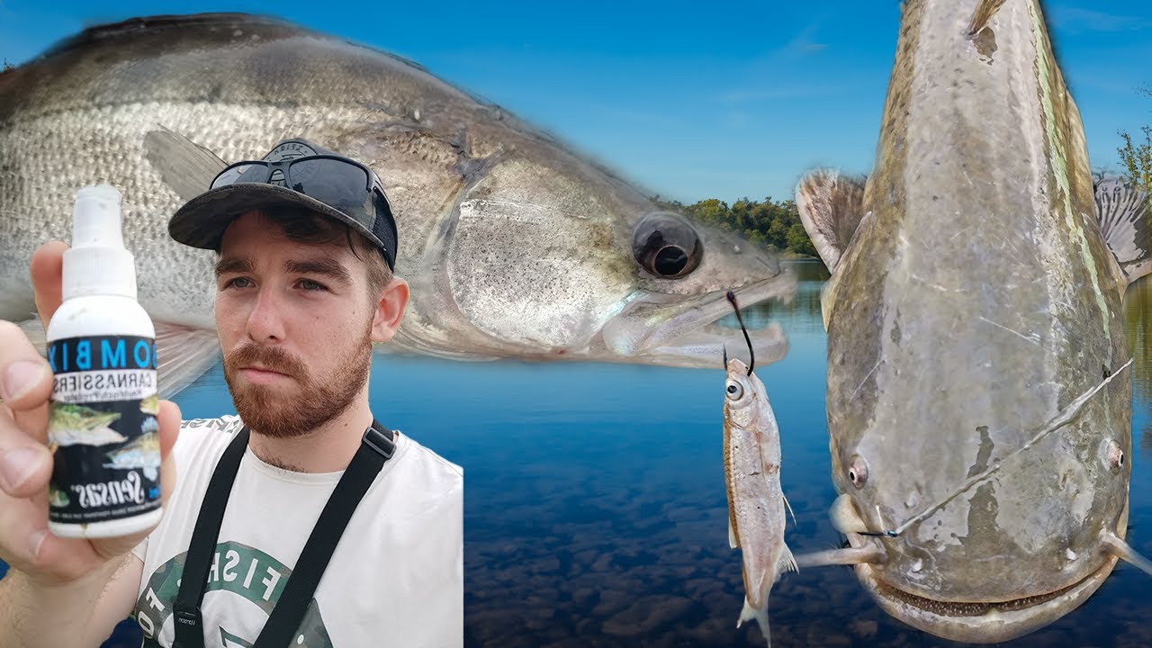 Lov Sumca a lov Zubáča na mŕtvu rybku 🎣Naozaj BOMBIX pomáha?🎣Lov Candata na rybku