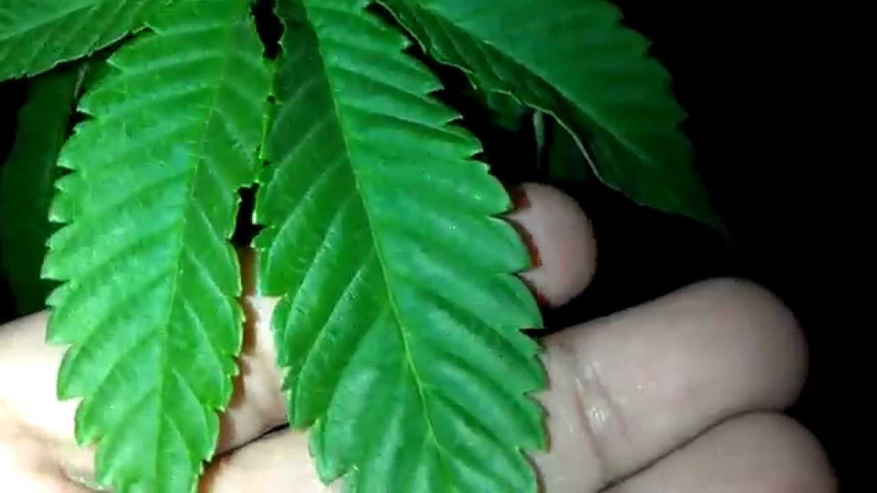 Indoor Grow Journal - The life of 7 White Widows (After sunset)