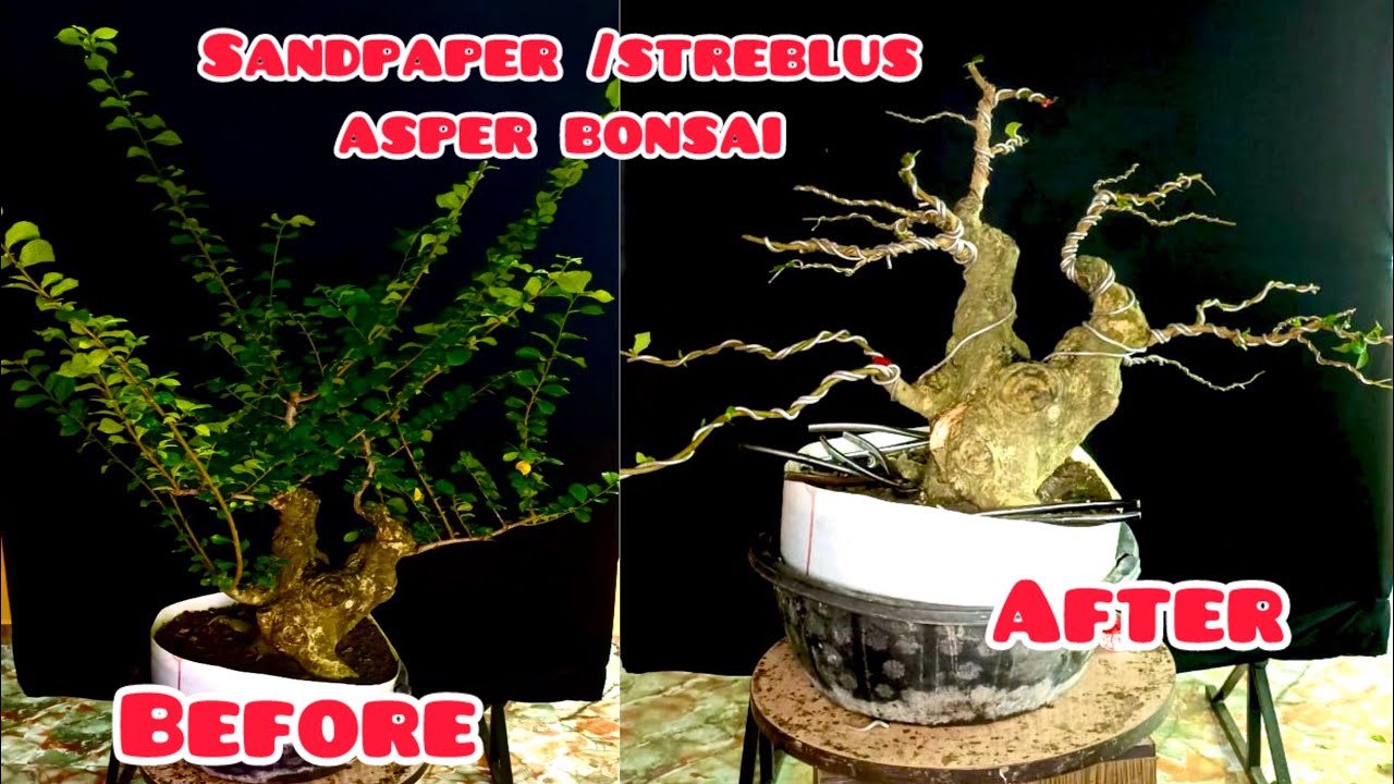#How to create Sandpaper or Streblus Asper bonsai #Streblus Asper bonsai #Sandpaper bonsai making #