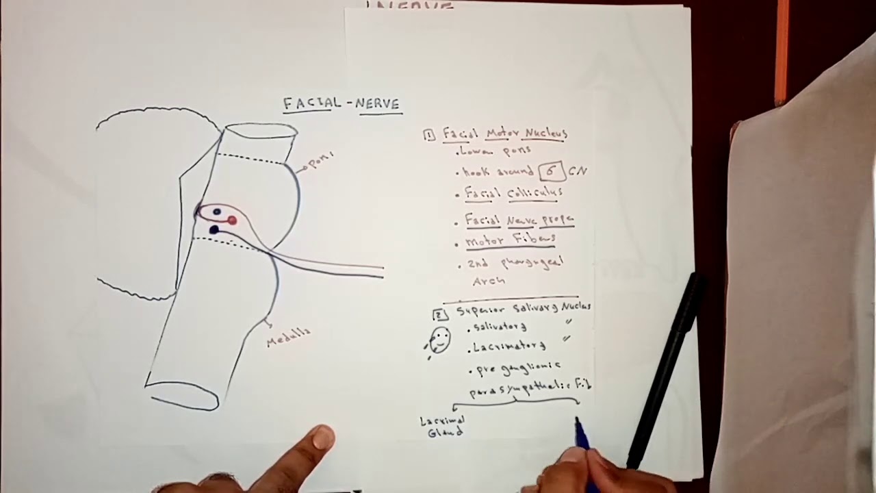 Facial nerve anatomy By Ahmed Belhaj ✍️✍️