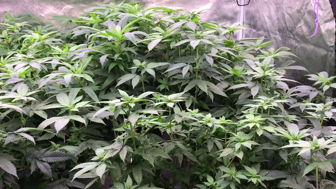 Mass Medical Strains - Overgrown Mother Plants, Week 1 Of Flowering