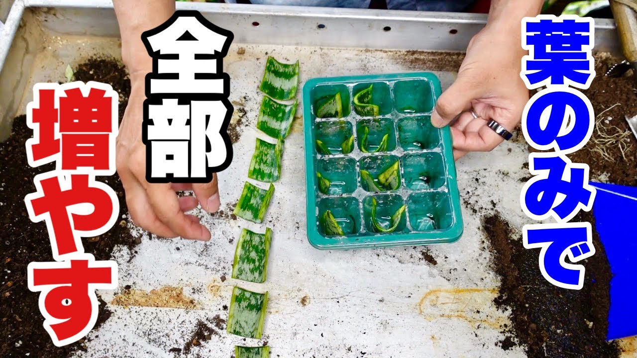 200円で買ったサンセベリアを15倍に増やす　【園芸超人カーメン君】