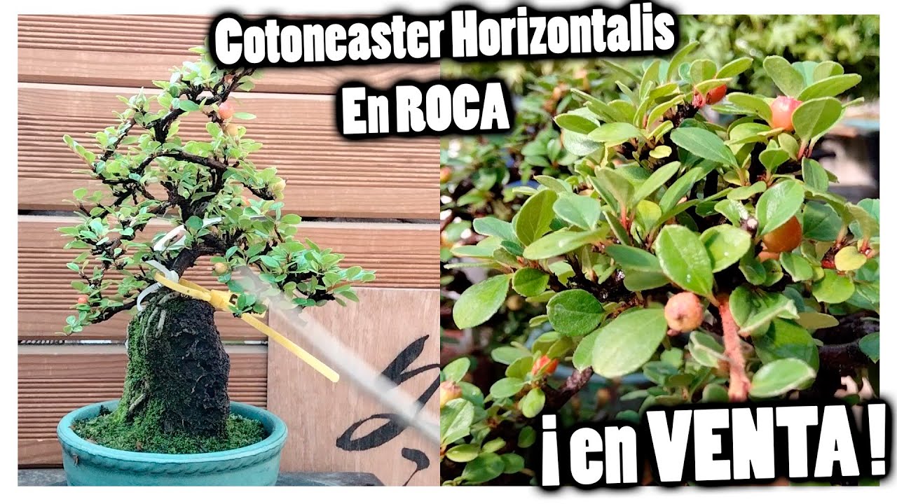 Cotoneaster horizontalis en ROCA #BONSAI