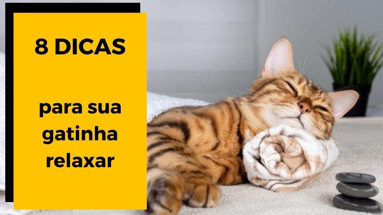 ✅    GATA NO CIO: ### 8 DICAS ### - Como acalmar uma gatinha no cio? 😻