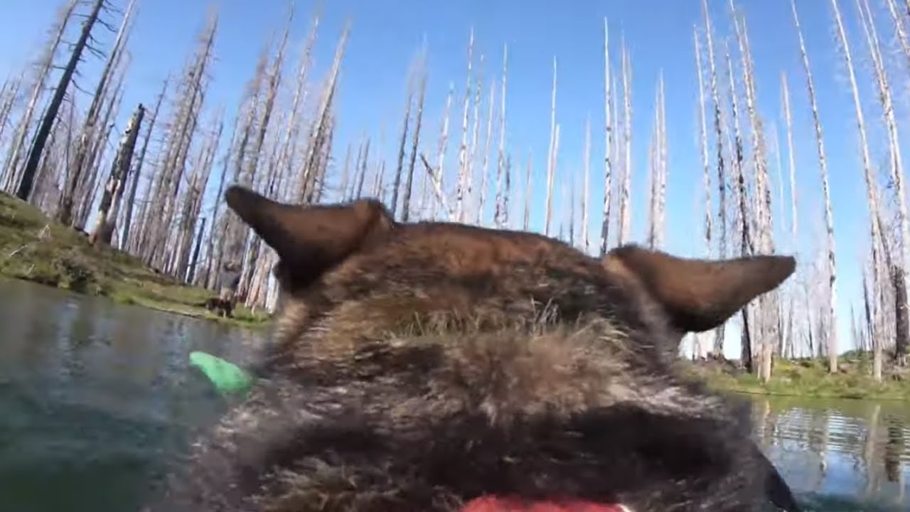 German Shepherd plays fetch in scenic lake wearing GoPro