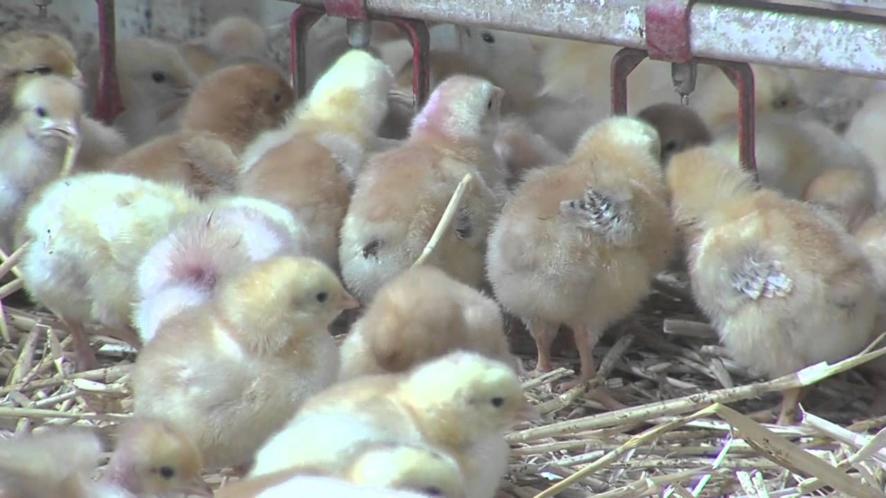 Ferme des Fourneaux - Le goût de la tradition : volailles fermières -Essonne