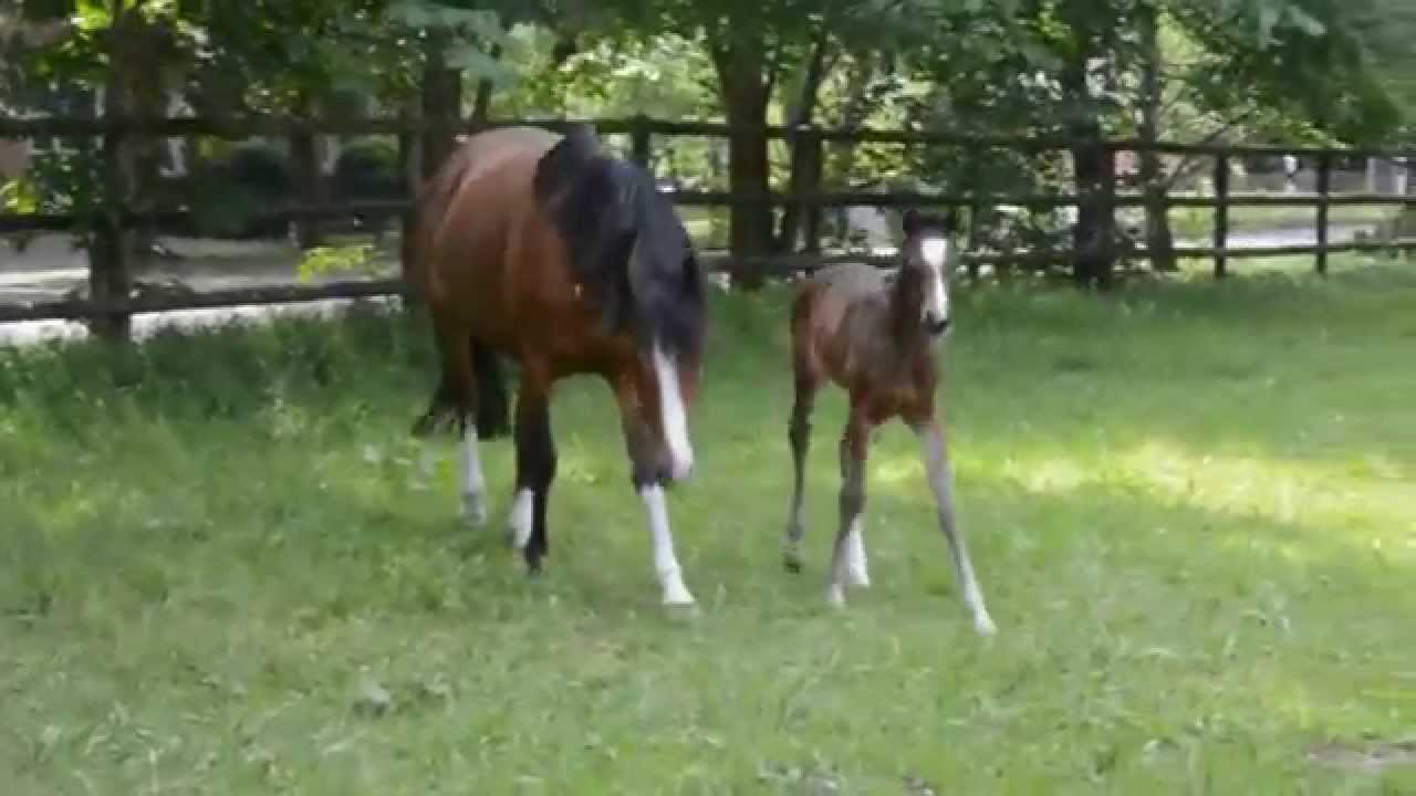 Der Proud-Fohlen-Jahrgang 2015...und ein Gastfohlen!