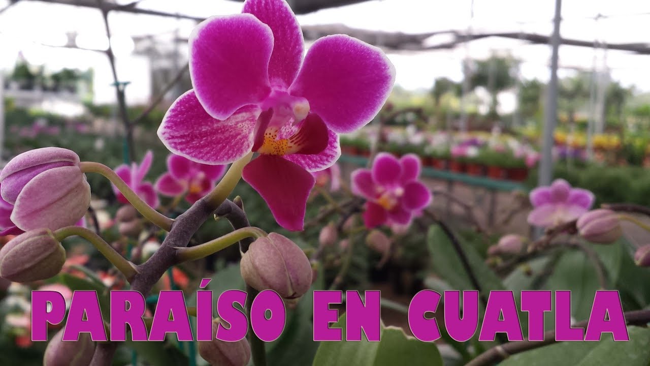 Viveros de flores y plantas