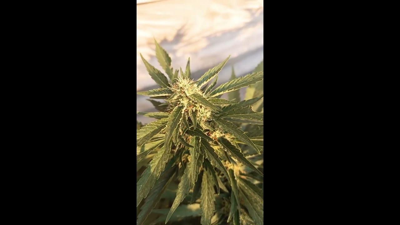 2020 Small Outdoor Grow Cali