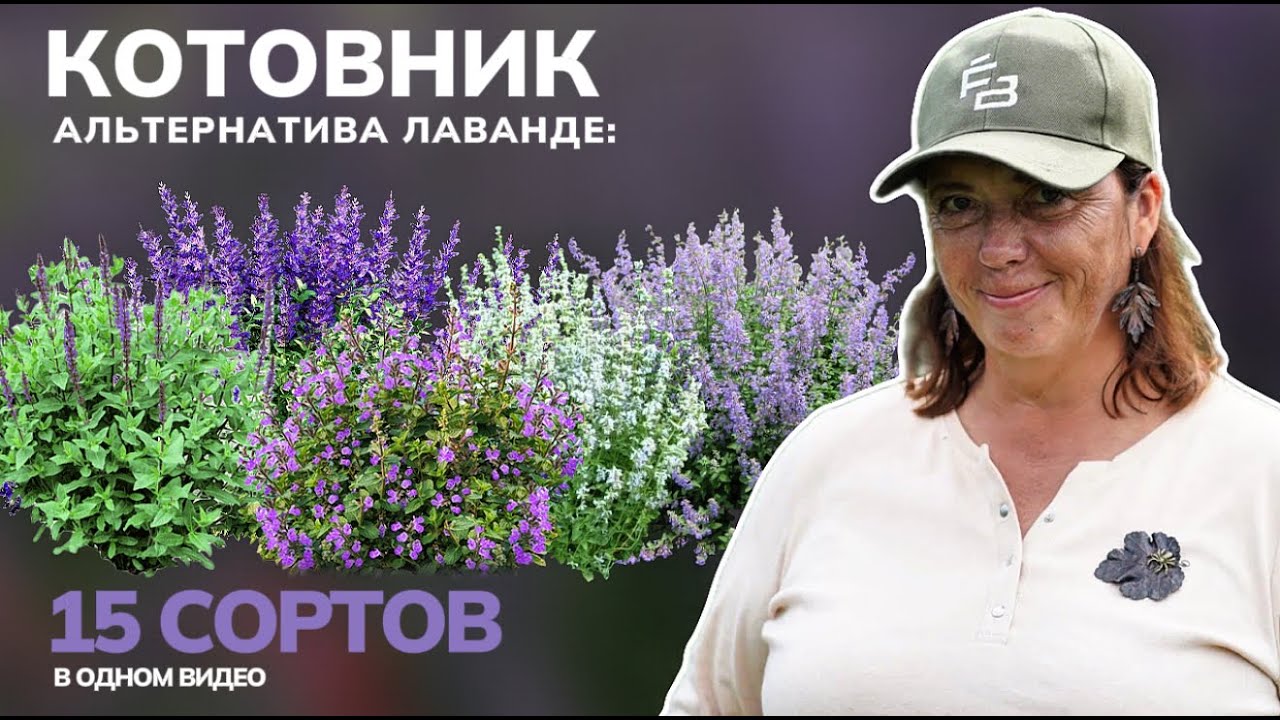 Котовник: Альтернатива Лаванде, Которая Растёт БЕЗ Ухода